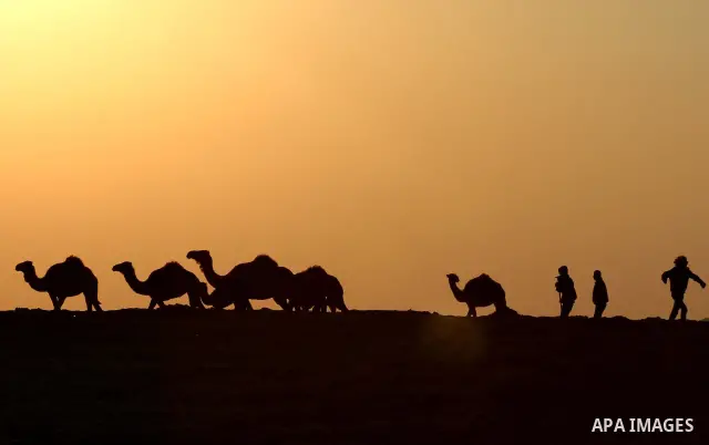 Palestinian farmers herds their camels during the sunset in North Gaza Strip on 04 April 2012. Photo by Ashraf Amra