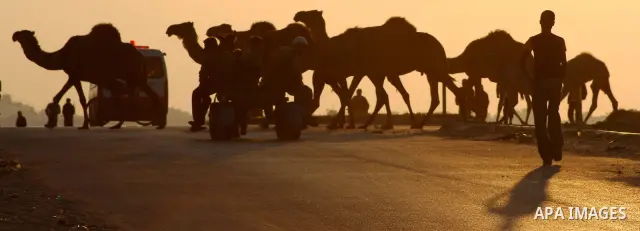Palestinian farmers herds their camels during the sunset in North Gaza Strip on 04 April 2012. Photo by Ashraf Amra