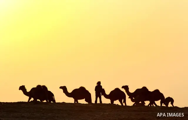Palestinian farmers herds their camels during the sunset in North Gaza Strip on 04 April 2012. Photo by Ashraf Amra