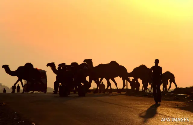 Palestinian farmers herds their camels during the sunset in North Gaza Strip on 04 April 2012. Photo by Ashraf Amra