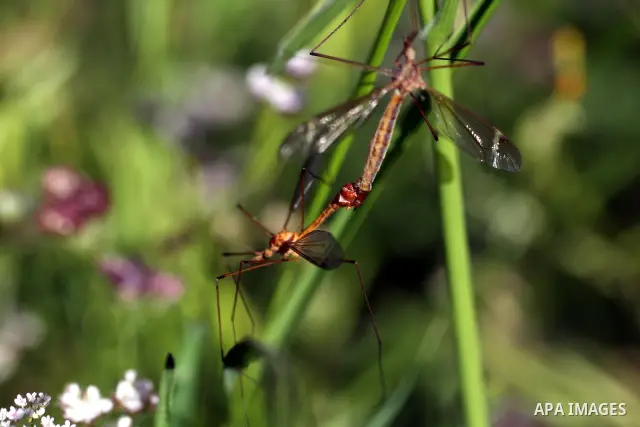 Insects on the plants in the valley "Jriot" near Ramallah in the West Bank, April 10, 2012. Photo by Issam Rimawi