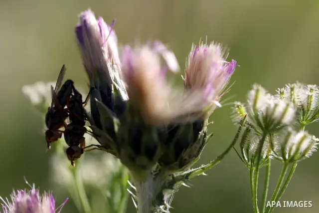Insects on the plants in the valley "Jriot" near Ramallah in the West Bank, April 10, 2012. Photo by Issam Rimawi