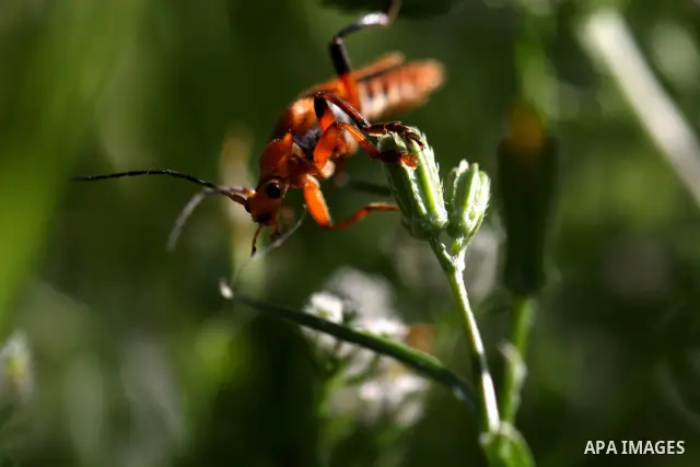 Insects on the plants in the valley "Jriot" near Ramallah in the West Bank, April 10, 2012. Photo by Issam Rimawi