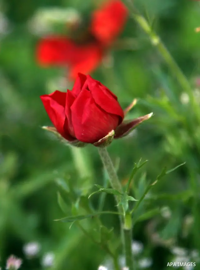 Plants and flowers in the valley "Jriot" near Ramallah in the West Bank, April 10, 2012. Photo by Issam Rimawi