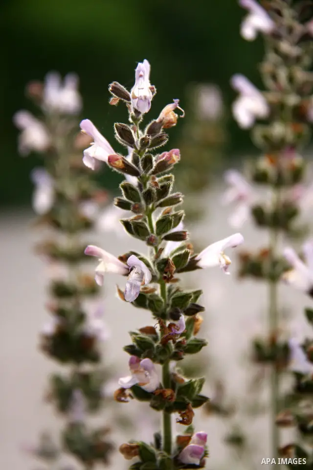 Flowers bloom in the spring of Palestine in the West Bank city of Nablus, April, 15, 2012. Photo by Wagdi Eshtayah