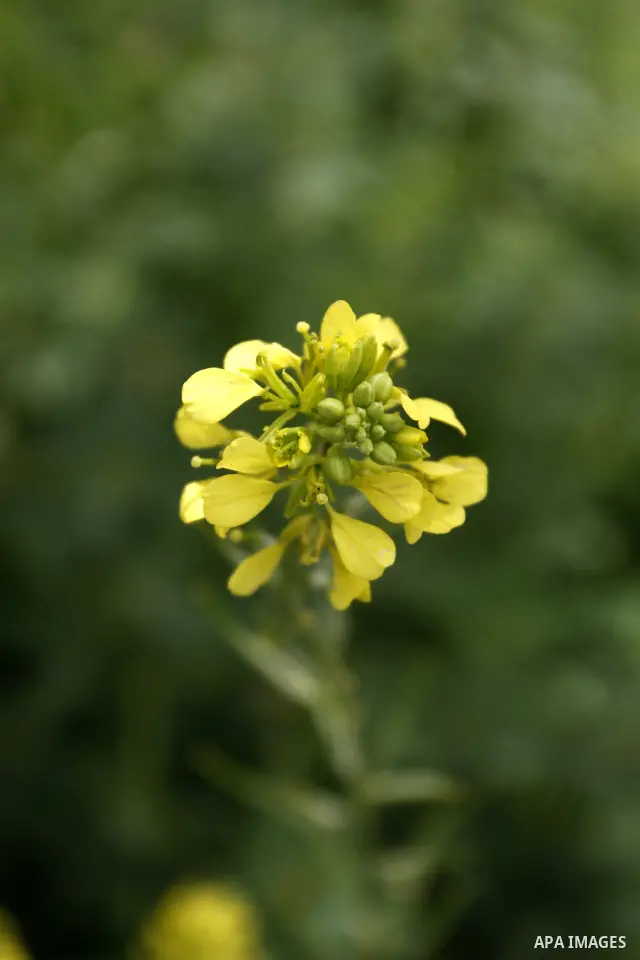 Flowers bloom in the spring of Palestine in the West Bank city of Nablus, April, 15, 2012. Photo by Wagdi Eshtayah