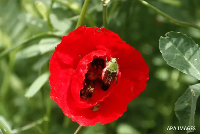 Flowers bloom in the spring of Palestine in the West Bank city of Nablus, April, 15, 2012. Photo by Wagdi Eshtayah
