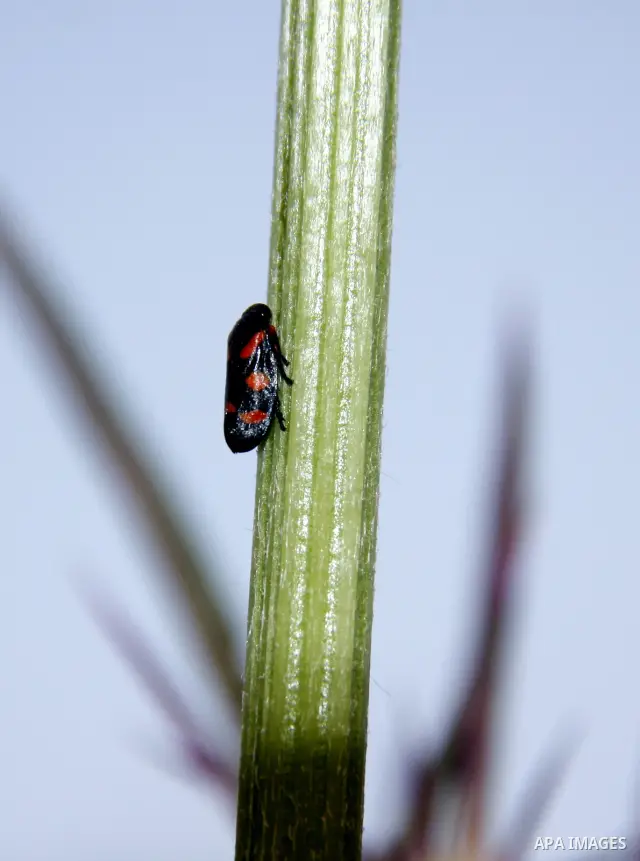 Insects on the plants in the spring of Palestine in the West Bank city of Nablus, April, 15, 2012. Photo by Wagdi Eshtayah