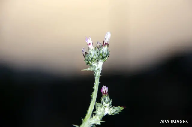 Flowers bloom in the spring of Palestine in the West Bank city of Nablus, April, 15, 2012. Photo by Wagdi Eshtayah