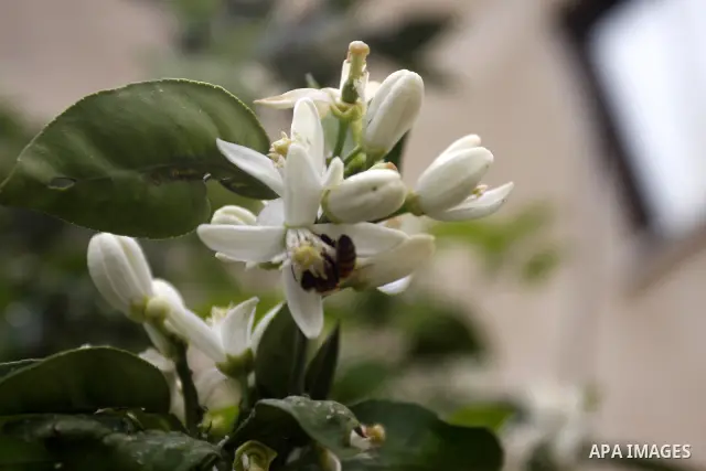 Flowers bloom in the spring of Palestine in the West Bank city of Nablus, April, 15, 2012. Photo by Wagdi Eshtayah