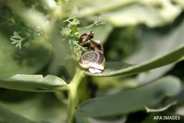 Insects on the plants in the spring of Palestine in the West Bank city of Nablus, April, 15, 2012. Photo by Wagdi Eshtayah
