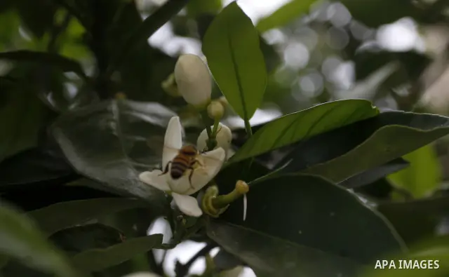 Insects on the plants in the spring of Palestine in the West Bank city of Nablus, April, 15, 2012. Photo by Wagdi Eshtayah