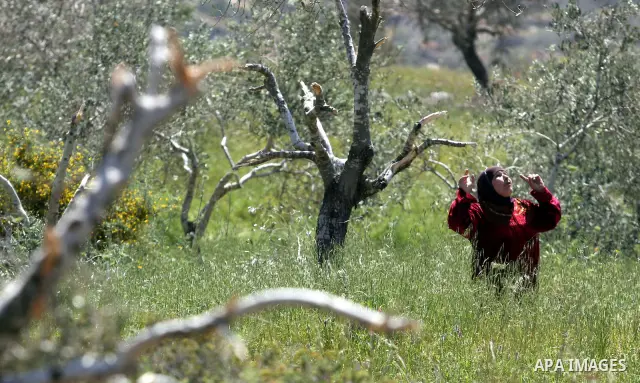 A Palestinian woman, reacts next to the damaged olive trees in her orchard in Beit ilu village, west of Ramallah, on April 16, 2012 that is believed to have been destroyed in a "price tag" attack by settlers from Nhaliel...