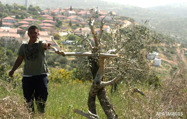 A Palestinian man, reacts next to the damaged olive trees in her orchard in Beit ilu village, west of Ramallah, on April 16, 2012 that is believed to have been destroyed in a "price tag" attack by settlers from Nhaliel s...
