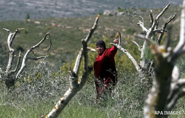 A Palestinian woman, reacts next to the damaged olive trees in her orchard in Beit ilu village, west of Ramallah, on April 16, 2012 that is believed to have been destroyed in a "price tag" attack by settlers from Nhaliel...