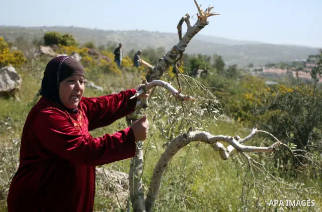 A Palestinian woman, reacts next to the damaged olive trees in her orchard in Beit ilu village, west of Ramallah, on April 16, 2012 that is believed to have been destroyed in a "price tag" attack by settlers from Nhaliel...