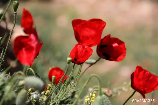 Flowers bloom in the spring of Palestine in the West Bank city of Hebron, April 15, 2012. Photo by Mamoun Wazwaz