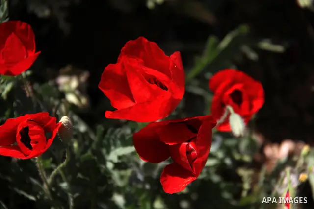 Flowers bloom in the spring of Palestine in the West Bank city of Hebron, April 15, 2012. Photo by Mamoun Wazwaz