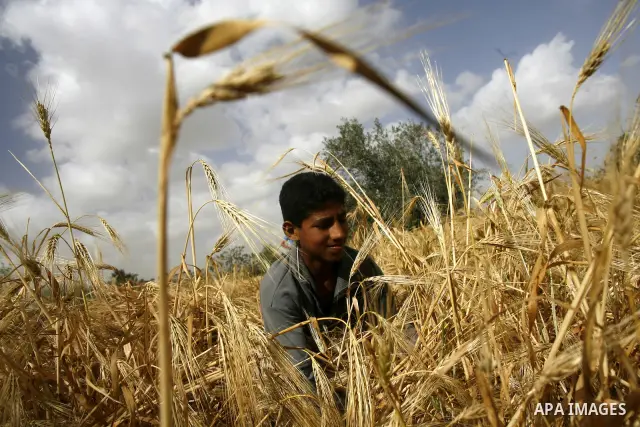 A Palestinian child harvests a wheat crop at a farm in the Khoza'a area near Khan Younis south in Gaza Strip, on April, 19, 2012. Photo by Eyad Al Baba