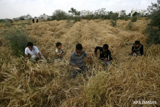 Palestinian children harvest a wheat crop at a farm in the Khoza'a area near Khan Younis south in Gaza Strip, on April, 19, 2012. Photo by Eyad Al Baba