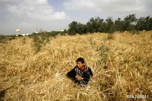 A Palestinian child harvests a wheat crop at a farm in the Khoza'a area near Khan Younis south in Gaza Strip, on April, 19, 2012. Photo by Eyad Al Baba