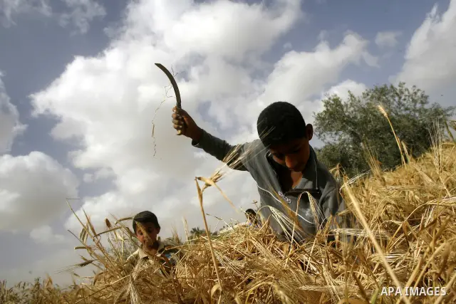 Palestinian children harvest a wheat crop at a farm in the Khoza'a area near Khan Younis south in Gaza Strip, on April, 19, 2012. Photo by Eyad Al Baba