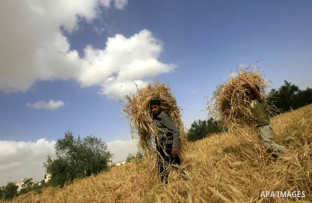Palestinian children harvest a wheat crop at a farm in the Khoza'a area near Khan Younis south in Gaza Strip, on April, 19, 2012. Photo by Eyad Al Baba