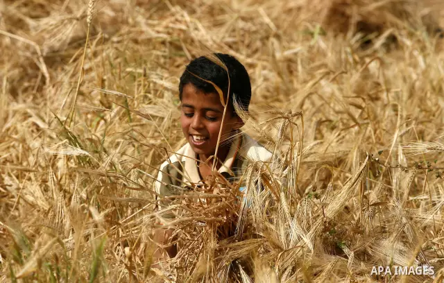 A Palestinian child harvests a wheat crop at a farm in the Khoza'a area near Khan Younis south in Gaza Strip, on April, 19, 2012. Photo by Eyad Al Baba