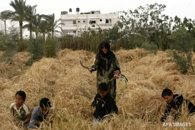 Palestinian women and children harvest a wheat crop at a farm in the Khoza'a area near Khan Younis south in Gaza Strip, on April, 19, 2012. Photo by Eyad Al Baba