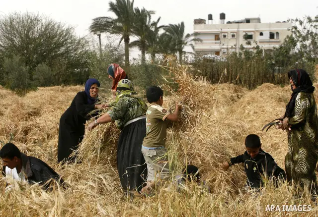 Palestinian women and children harvest a wheat crop at a farm in the Khoza'a area near Khan Younis south in Gaza Strip, on April, 19, 2012. Photo by Eyad Al Baba
