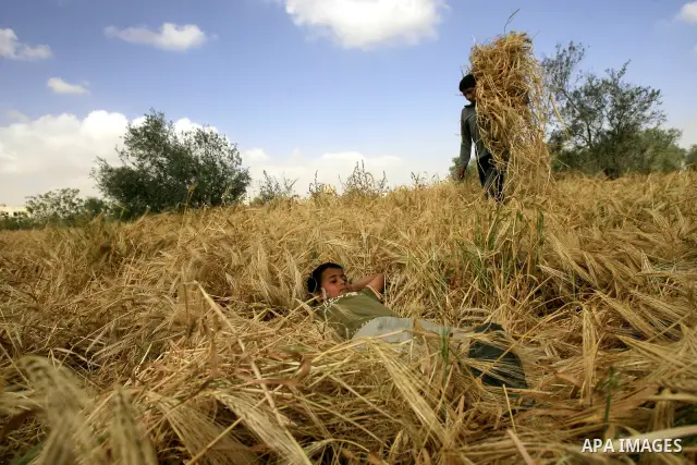 Palestinian children harvest a wheat crop at a farm in the Khoza'a area near Khan Younis south in Gaza Strip, on April, 19, 2012. Photo by Eyad Al Baba