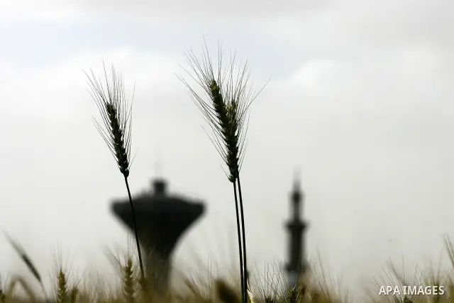 A Palestinian child harvests a wheat crop at a farm in the Khoza'a area near Khan Younis south in Gaza Strip, on April, 19, 2012. Photo by Eyad Al Baba