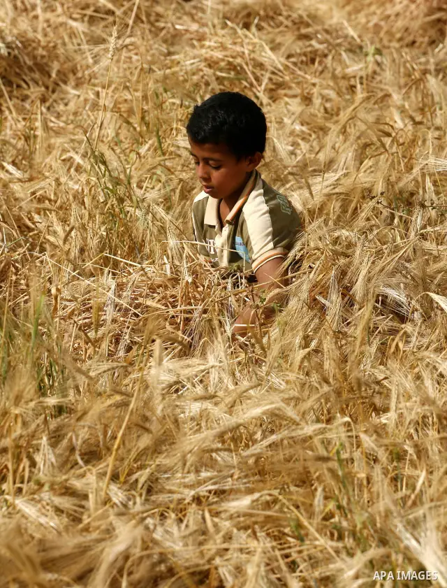 A Palestinian child harvests a wheat crop at a farm in the Khoza'a area near Khan Younis south in Gaza Strip, on April, 19, 2012. Photo by Eyad Al Baba