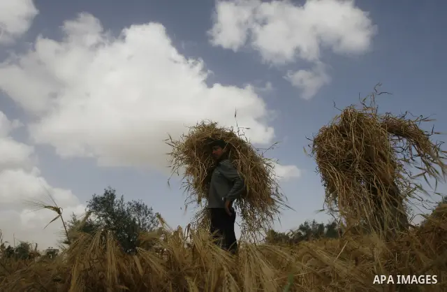Palestinian children harvest a wheat crop at a farm in the Khoza'a area near Khan Younis south in Gaza Strip, on April, 19, 2012. Photo by Eyad Al Baba