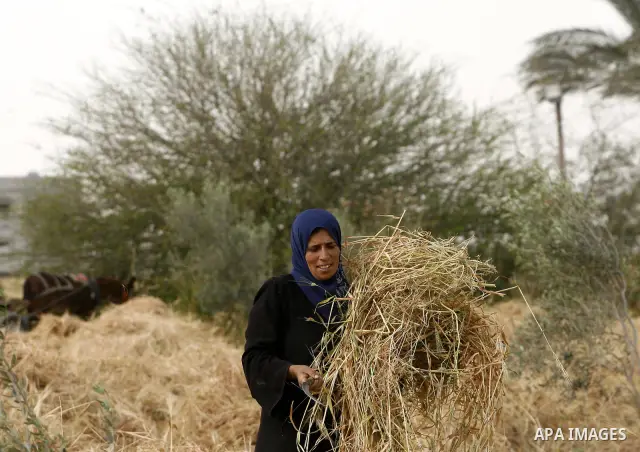Palestinian women harvest a wheat crop at a farm in the Khoza'a area near Khan Younis south in Gaza Strip, on April, 19, 2012. Photo by Eyad Al Baba
