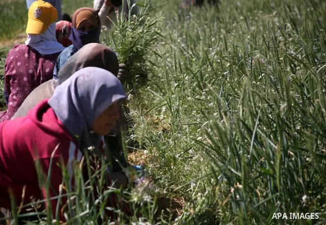 Palestinians harvest a wheat crop at a farm in the West Bank city of Hebron, on April, 22, 2012. Photo by Mamoun Wazwaz