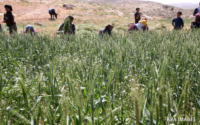 Palestinians harvest a wheat crop at a farm in the West Bank city of Hebron, on April, 22, 2012. Photo by Mamoun Wazwaz