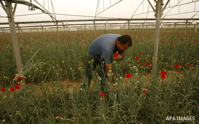 A Palestinian worker collects carnations at a flower farm in Rafah in the southern Gaza Strip on April 29, 2012 after Israel granted special approval for exporting limited quantities of Palestinian flowers from the Gaza...