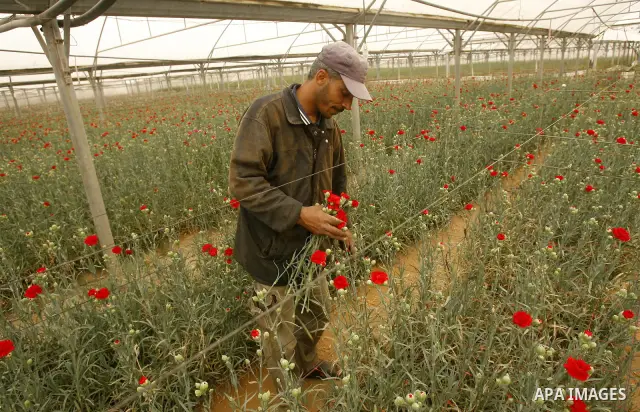 A Palestinian worker collects carnations at a flower farm in Rafah in the southern Gaza Strip on April 29, 2012 after Israel granted special approval for exporting limited quantities of Palestinian flowers from the Gaza...