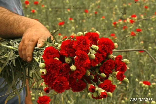 A Palestinian worker collects carnations at a flower farm in Rafah in the southern Gaza Strip on April 29, 2012 after Israel granted special approval for exporting limited quantities of Palestinian flowers from the Gaza...
