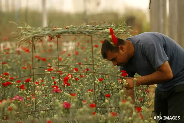 A Palestinian worker collects carnations at a flower farm in Rafah in the southern Gaza Strip on April 29, 2012 after Israel granted special approval for exporting limited quantities of Palestinian flowers from the Gaza...