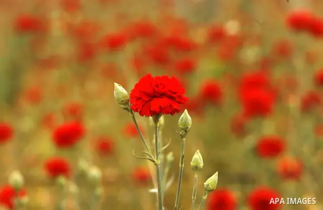 A Palestinian worker collects carnations at a flower farm in Rafah in the southern Gaza Strip on April 29, 2012 after Israel granted special approval for exporting limited quantities of Palestinian flowers from the Gaza...