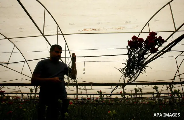 A Palestinian worker collects carnations at a flower farm in Rafah in the southern Gaza Strip on April 29, 2012 after Israel granted special approval for exporting limited quantities of Palestinian flowers from the Gaza...