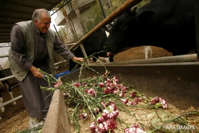 A Palestinian worker collects carnations at a flower farm to feed livestock in Rafah in the southern Gaza Strip on April 29, 2012 after Israel granted special approval for exporting limited quantities of Palestinian flow...
