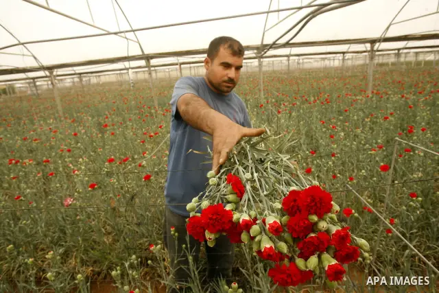 A Palestinian worker collects carnations at a flower farm in Rafah in the southern Gaza Strip on April 29, 2012 after Israel granted special approval for exporting limited quantities of Palestinian flowers from the Gaza...
