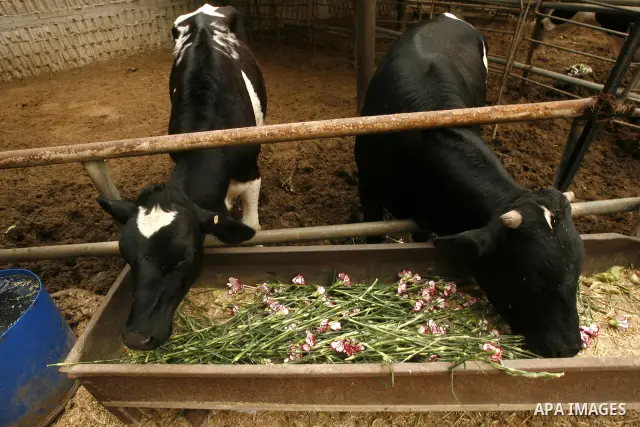 A Palestinian worker collects carnations at a flower farm to feed livestock in Rafah in the southern Gaza Strip on April 29, 2012 after Israel granted special approval for exporting limited quantities of Palestinian flow...