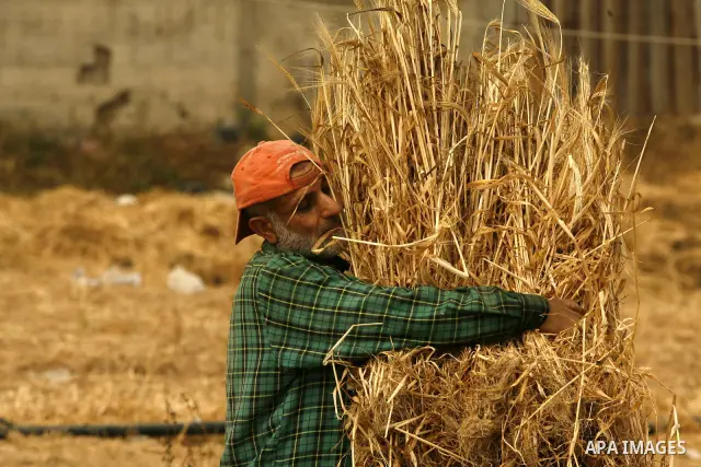 Palestinian man harvests a wheat crop at a farm in Rafah in the southern Gaza Strip on April 29, 2012. Photo by Eyad Al Baba