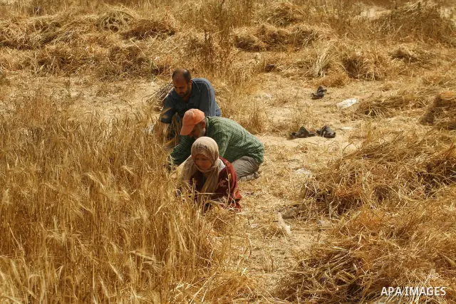 Palestinians harvest a wheat crop at a farm in Rafah in the southern Gaza Strip on April 29, 2012. Photo by Eyad Al Baba
