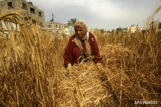 Palestinian woman harvests a wheat crop at a farm in Rafah in the southern Gaza Strip on April 29, 2012. Photo by Eyad Al Baba