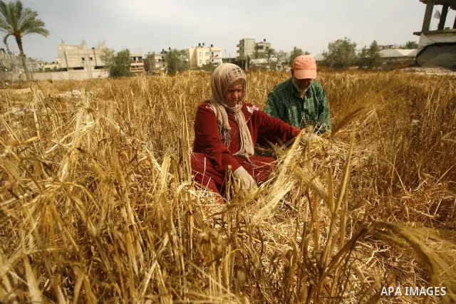 Palestinians harvest a wheat crop at a farm in Rafah in the southern Gaza Strip on April 29, 2012. Photo by Eyad Al Baba